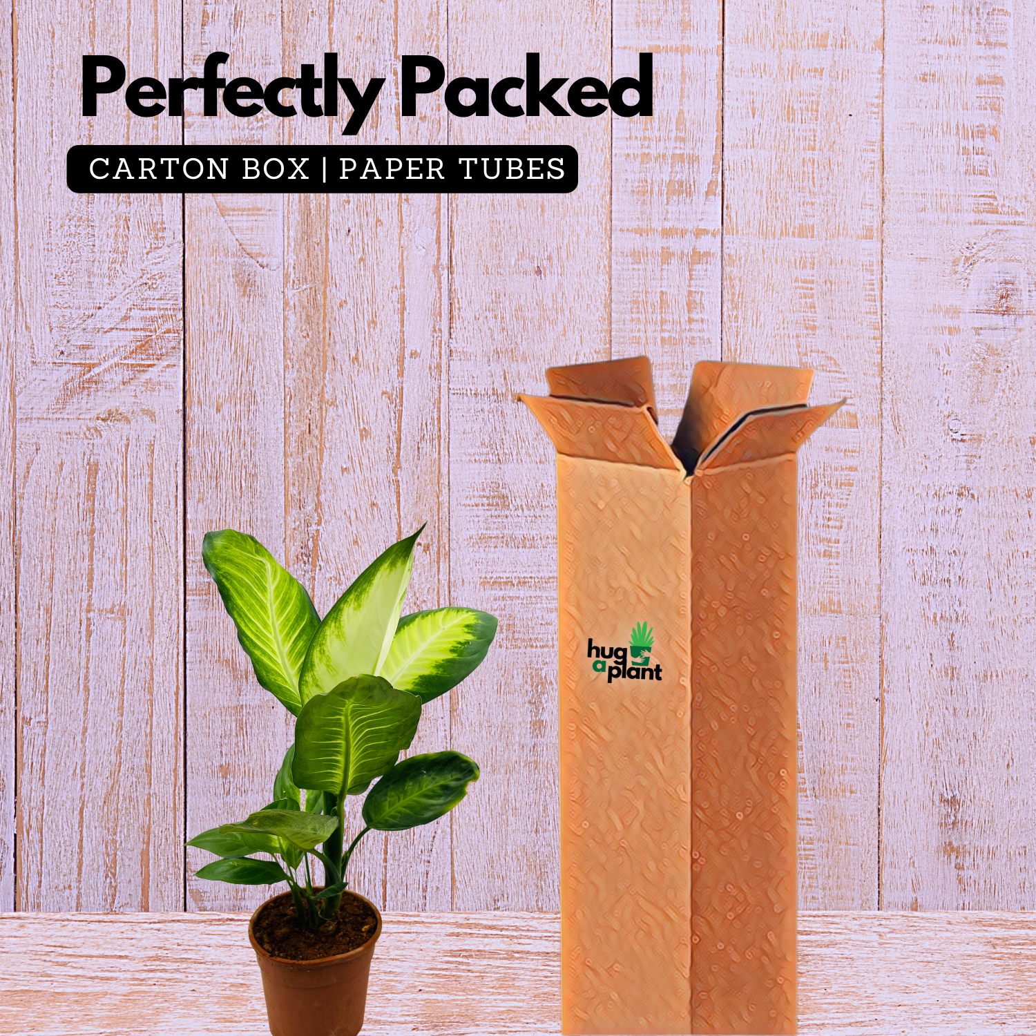 Dieffenbachia Maculata / Dumb Cane - Live Plant (Home & Graden)
