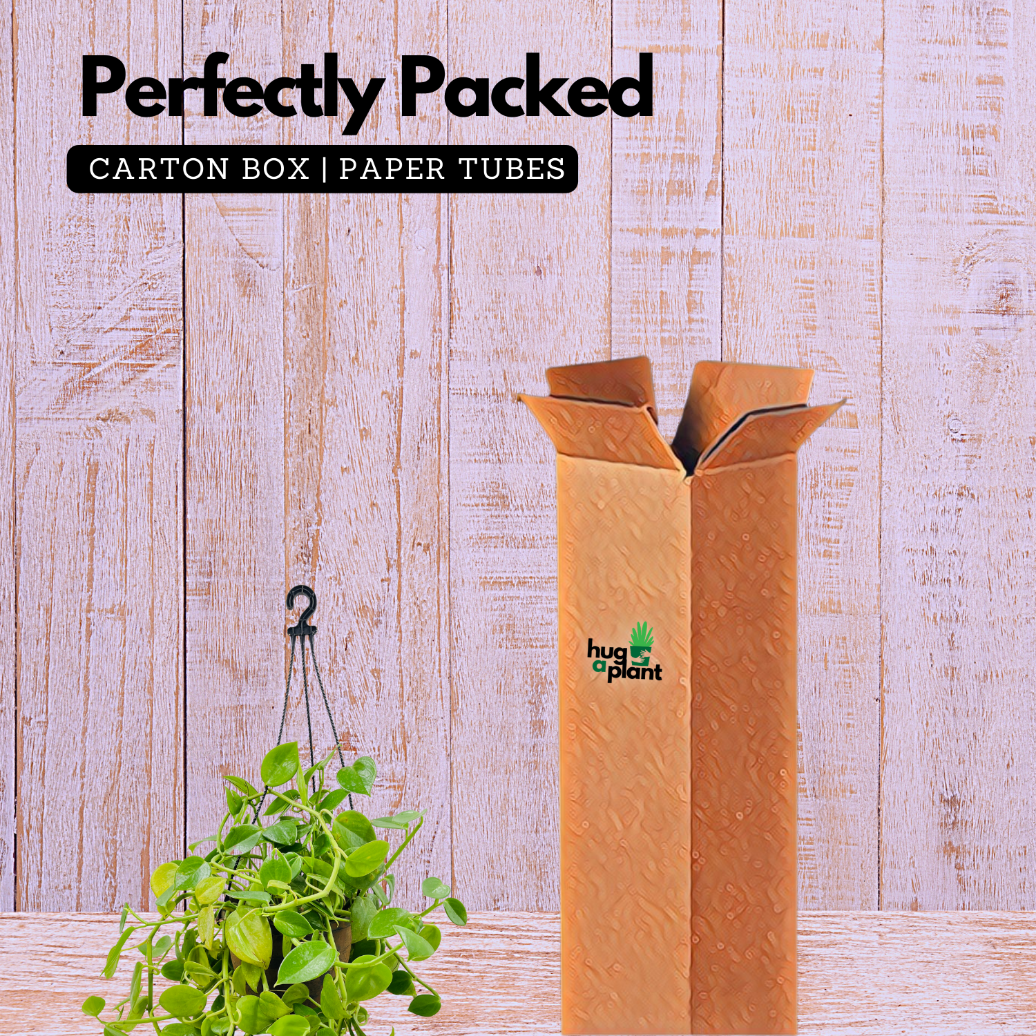 Peperomia Green Creeper Hanging Plant With Pot