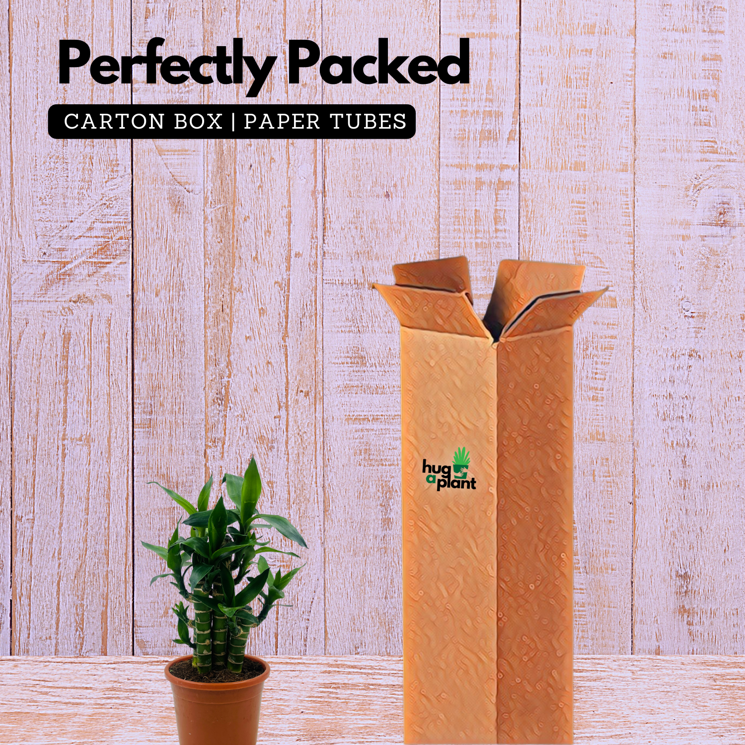 Lotus Bamboo / Lucky Bamboo - Live Plant (Home & Garden)