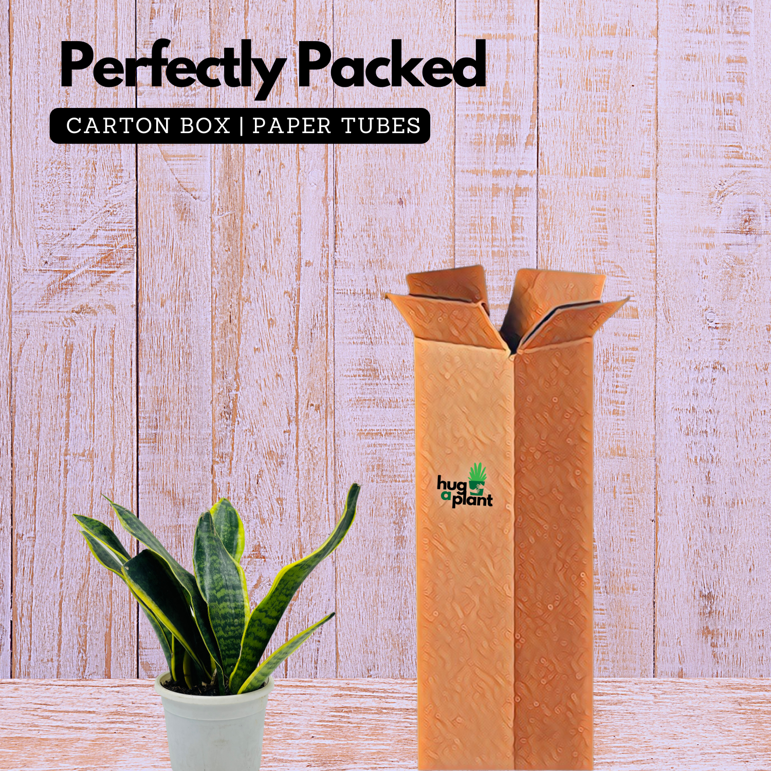 Sansevieria Trifasciata Superba / Snake Plant (Sansevieria trifasciata)- Live Plant  (Home & Garden)