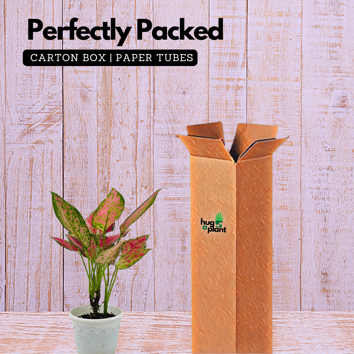 Aglaonema Anjuman Red- Live Plant (Home & Garden)
