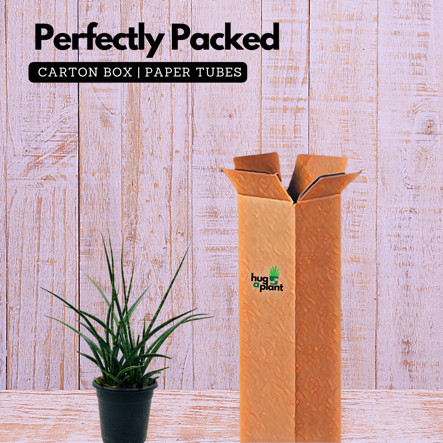 Mikado - Medium Size (Sansevieria bacularis) - Live Snake Plant For Indoor (Home & Garden)