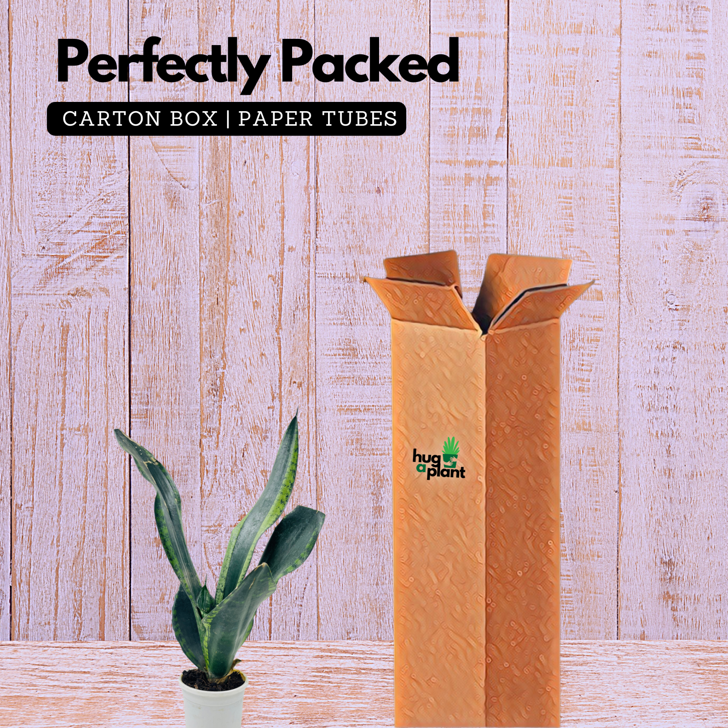 Sansevieria Trifasciata Whitney / Snake Plant (Sansevieria trifasciata)- Live Plant  (Home & Garden)