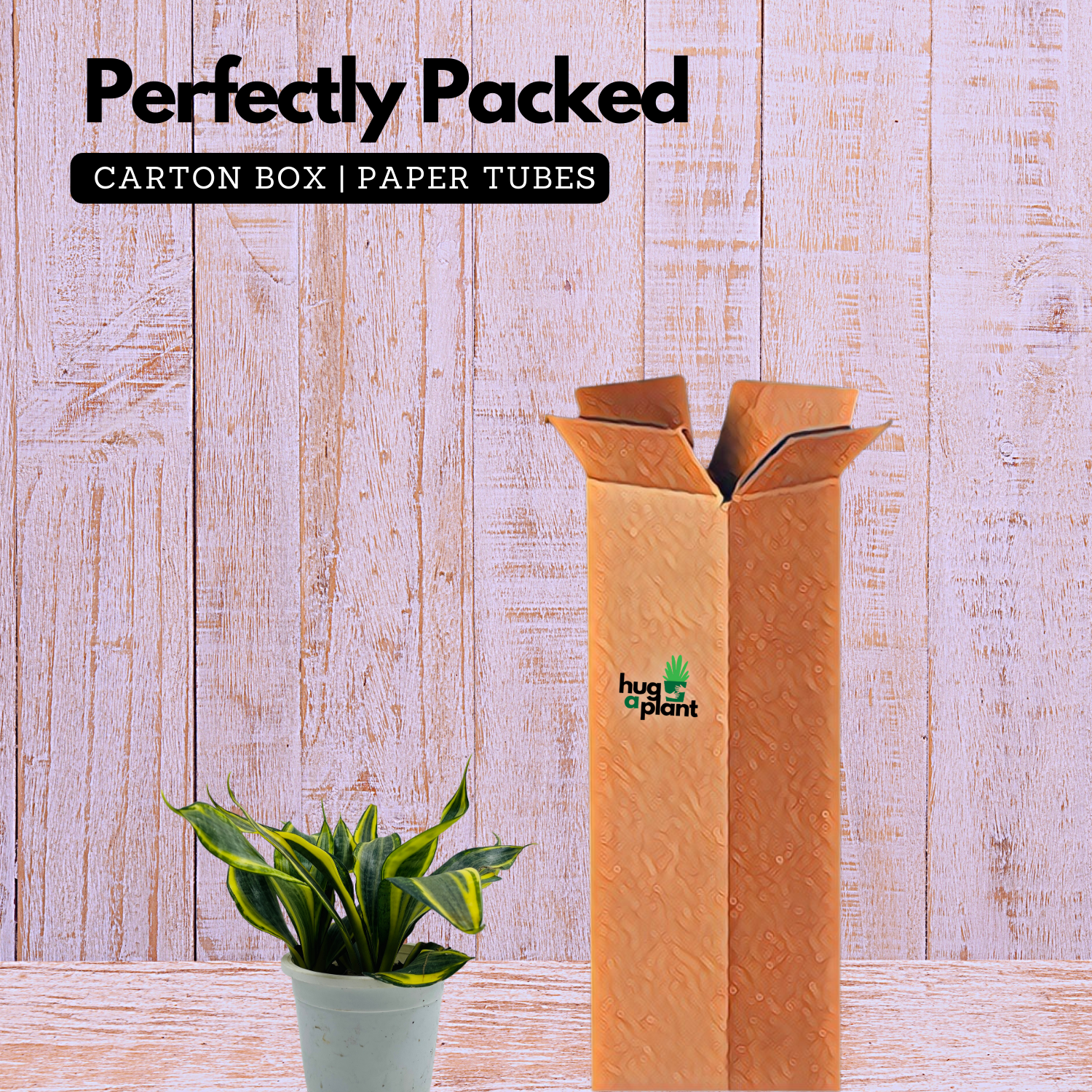 Sansevieria Crooked / Snake Plant (Dracaena trifasciata)- Live Plant in pot  (Home & Garden)