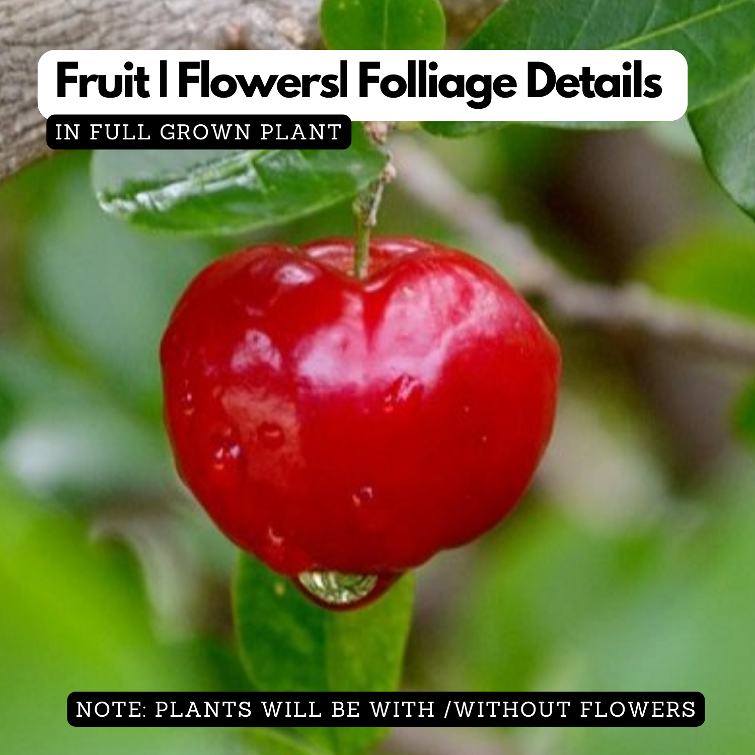 West Indian Cherry / Barbados Cherry (Malpighia emarginata) Fruit Live Plant (Home & Garden)