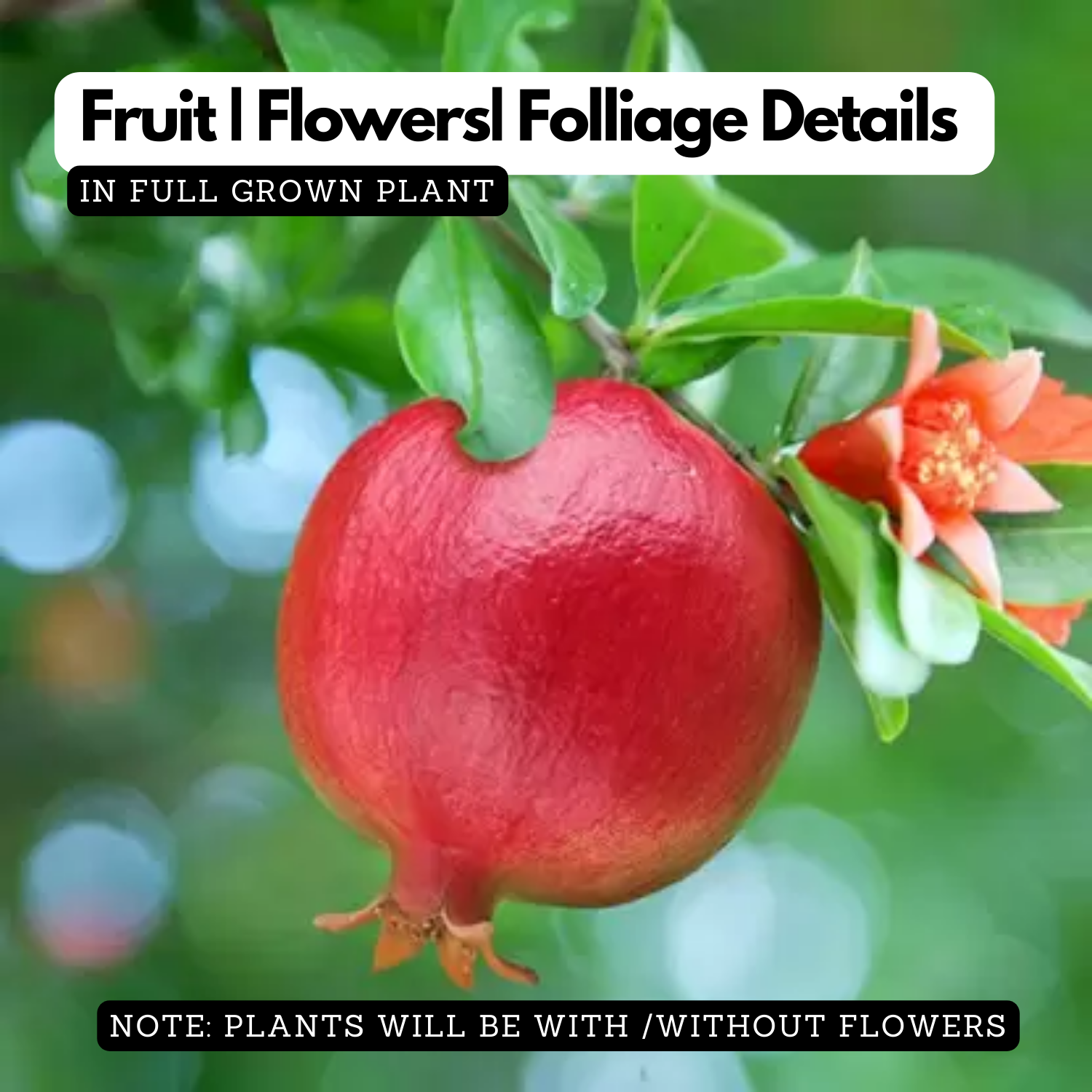Pomegranate / Mathalam (Layered) (Punica granatum) Fruit Live Plant (Home & Garden)