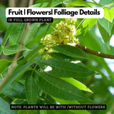 Mahogany Plant (Swietenia mahagoni) Ornamental Live Plant (Home & Garden)