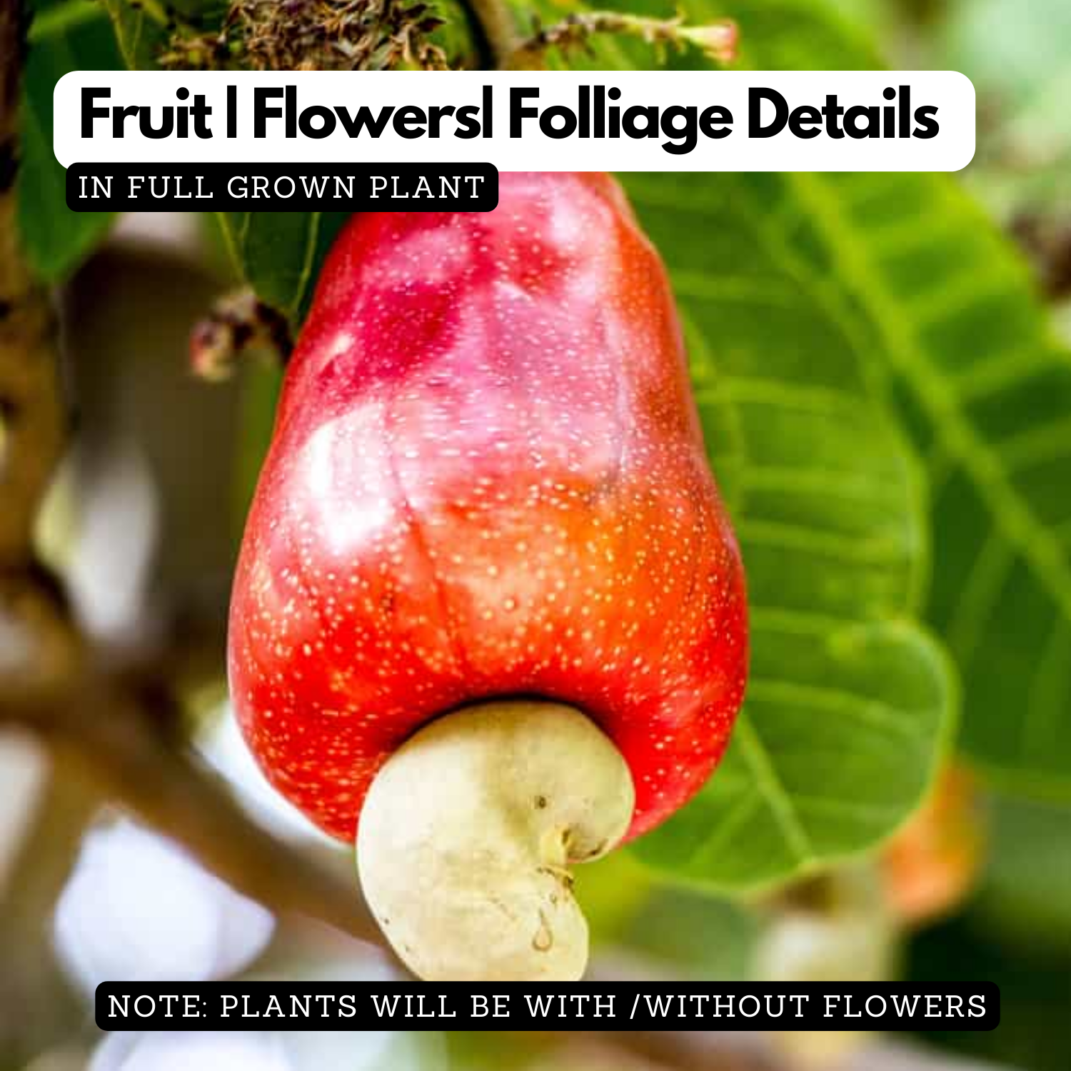 Cashew Nut Plant / Kaju Plant (Grafted) (Anacardium occidentale) Fruit Live Plant (Home & Garden)