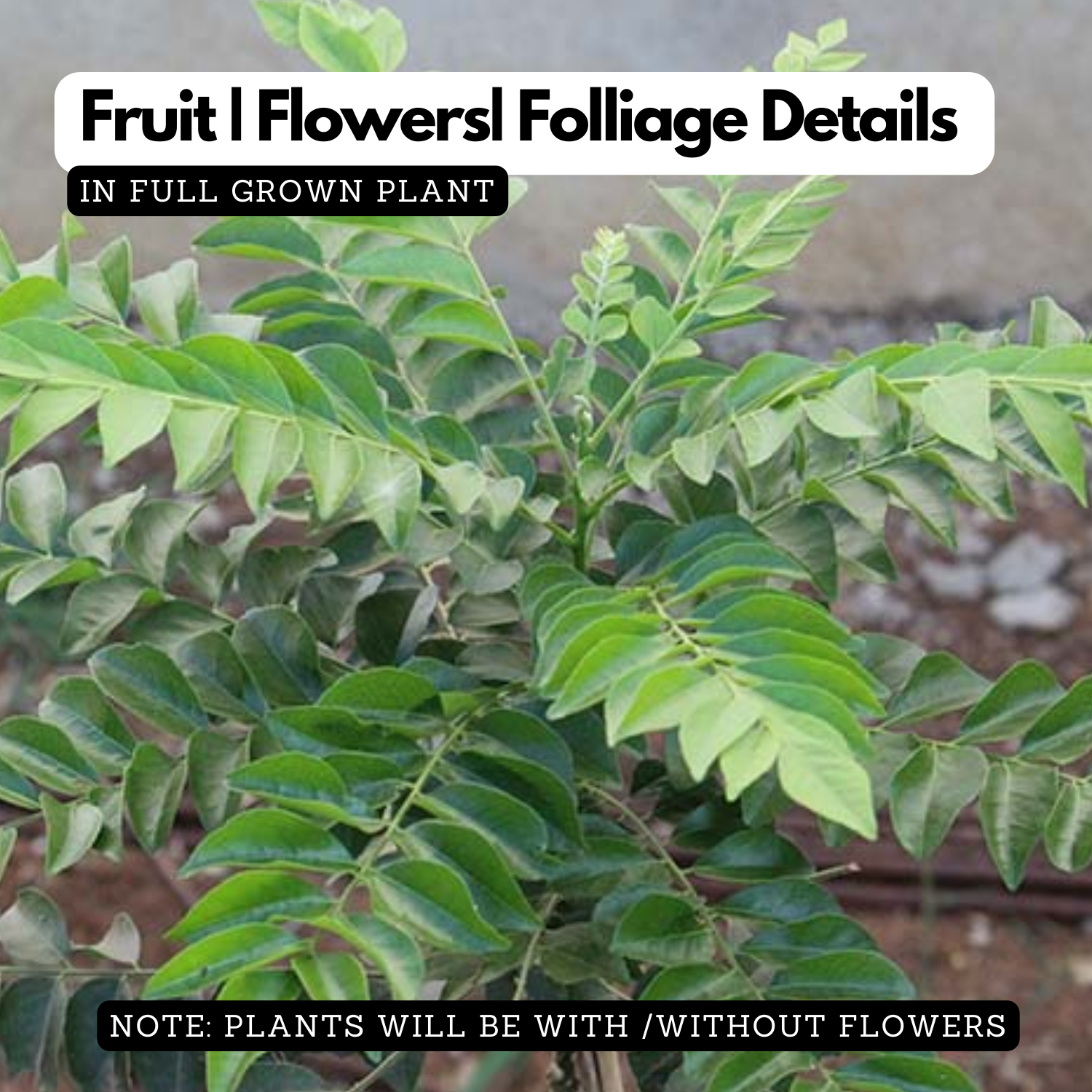 Curry Leaves / Curry Veppu (Murraya koenigii) Ornamental/Medicinal Live Plant (Home & Garden)