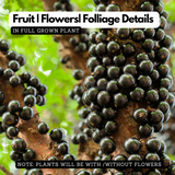 Jaboticaba Precoce / Jabuticaba / Maramunthiri (Plinia cauliflora) Fruit Live Plant (Home & Garden)