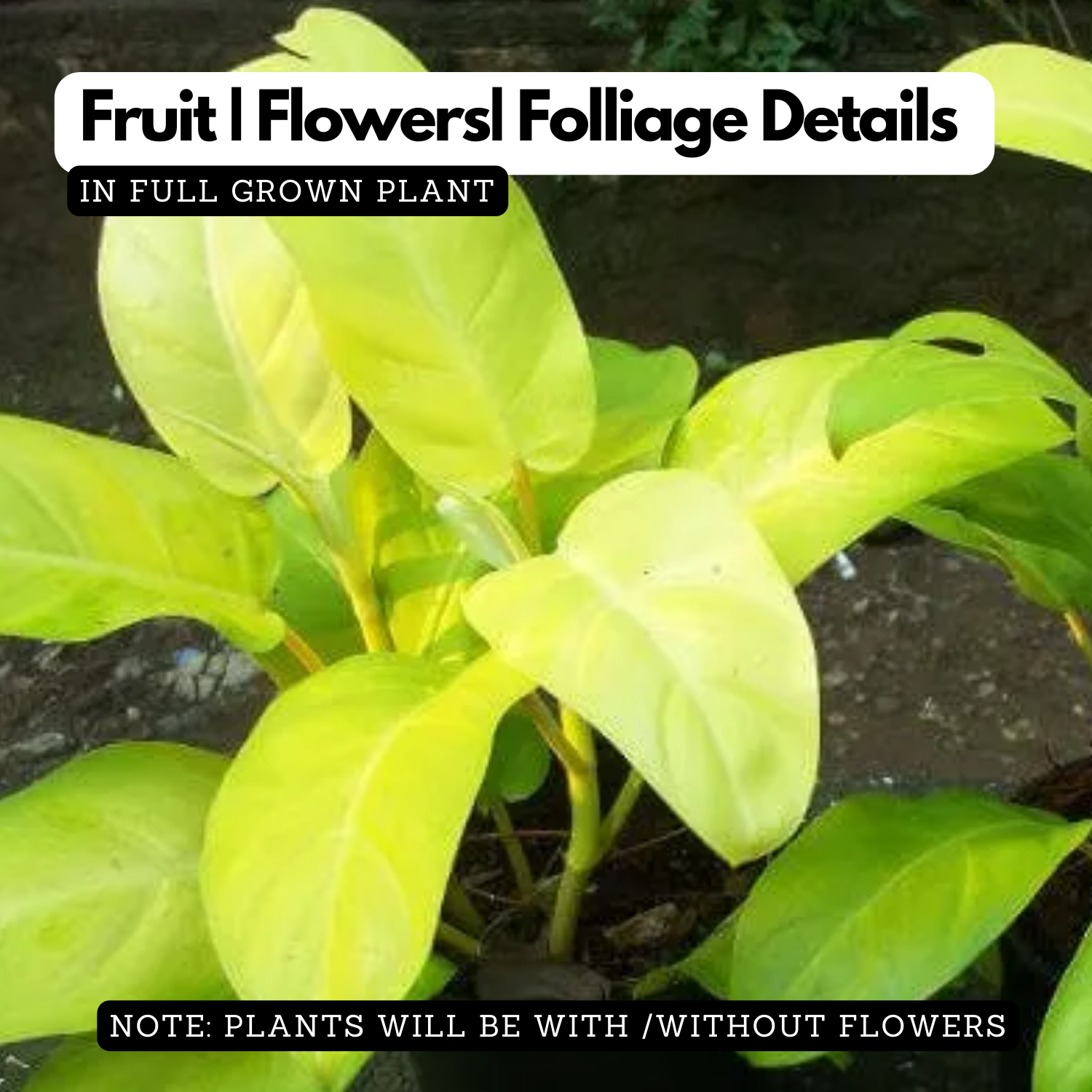 Philodendron Ceylone Gold (Philodendron erubescens) Ornamental Live Plant (Home & Garden)