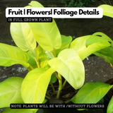 Philodendron Ceylone Gold (Philodendron erubescens) Ornamental Live Plant (Home & Garden)