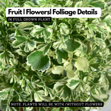 Aralia Variegated ( Polyscias fruticosa ) Ornamental Live Plant (Home & Garden)