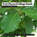 Teak Wood Plant / Sagwan (Tectona grandis) Ornamental Live Plant (Home & Garden)