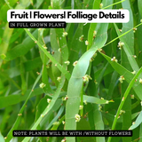 Pazhuthara Kolli | Centipede Plant | Ribbon Bush ( Homalocladium platycladum ) Ornamental/Medicinal/ Live Plant (Home & Garden)