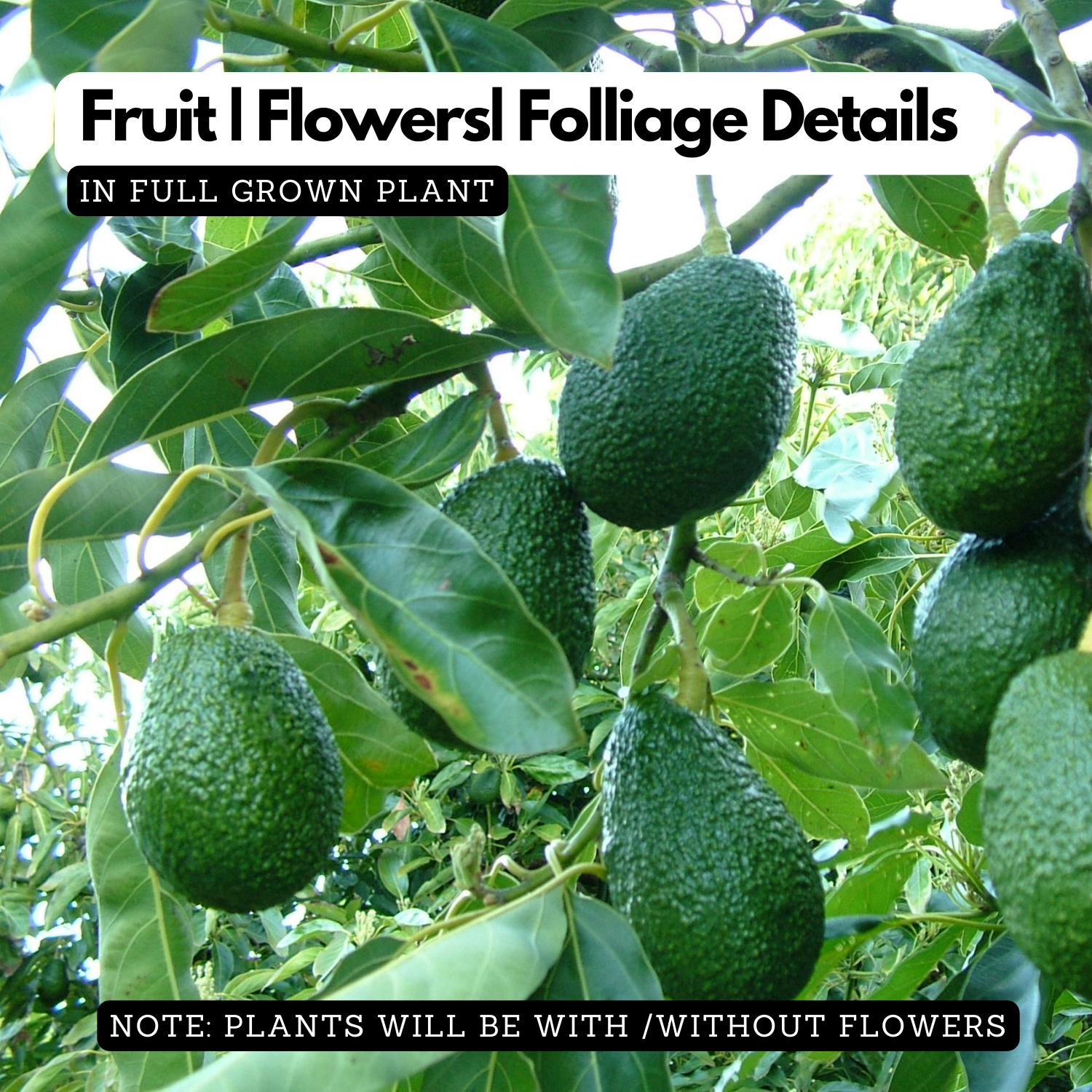 Avocado ( Pinkerton ) grafted / Butter Fruit ( Persea americana ) Fruit Live Plant (Home & Garden)