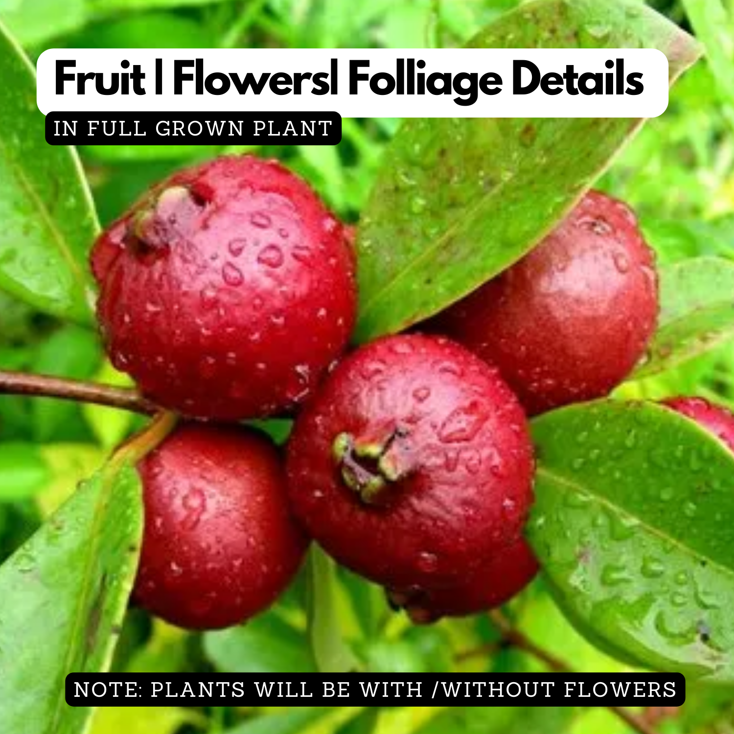 Miniature Strawberry Guava /  Red Guava (Psidium cattleianum) Fruit Live Plant (Home & Garden)