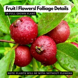 Miniature Strawberry Guava /  Red Guava (Psidium cattleianum) Fruit Live Plant (Home & Garden)