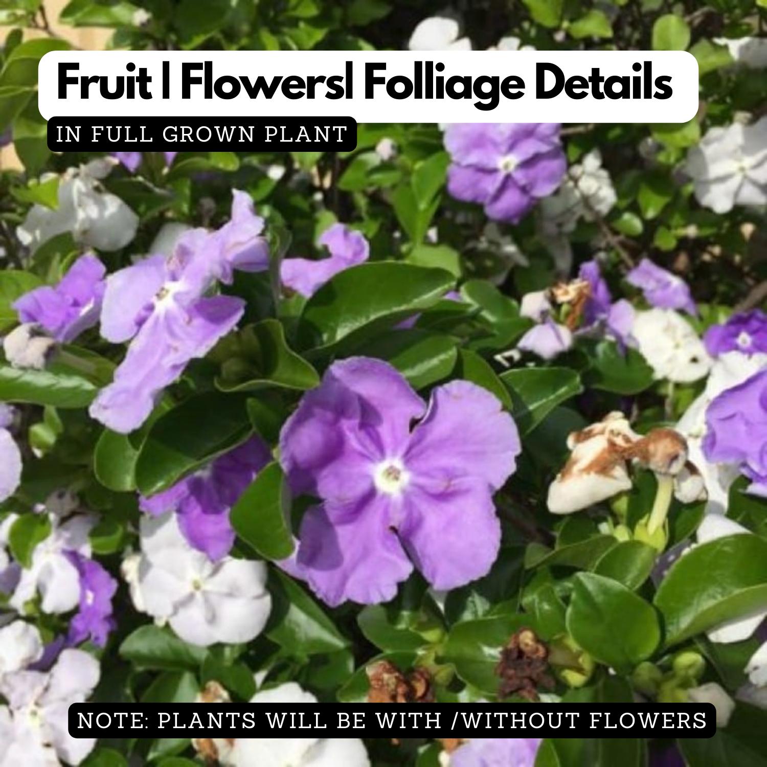Yesterday Today and Tomorrow Plant / Sunday Monday (Brunfelsia pauciflora) Flowering/Ornamental Live Plant (Home & Garden)