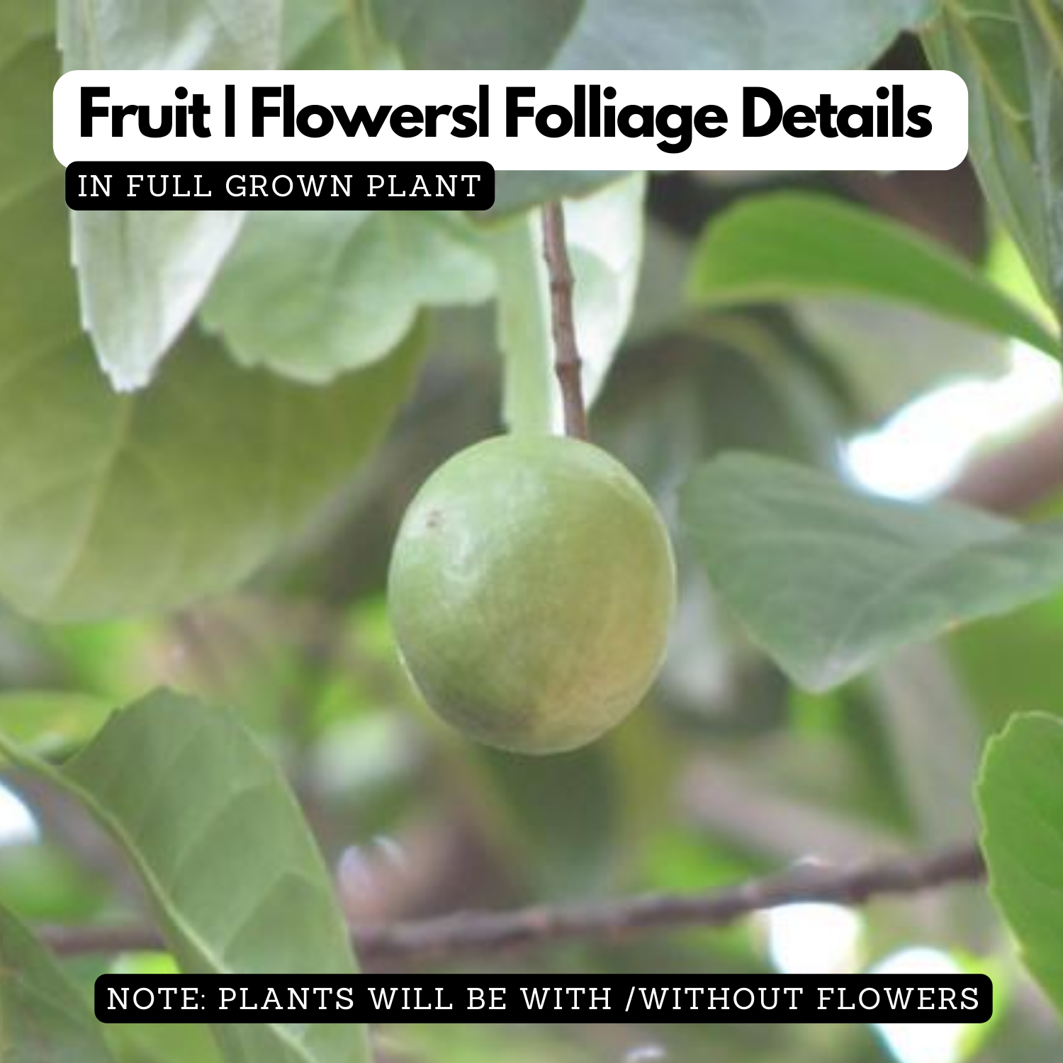 Jalpai Fruit / Wild olives (Elaeocarpus serratus) Fruit Live Plant (Home & Garden)
