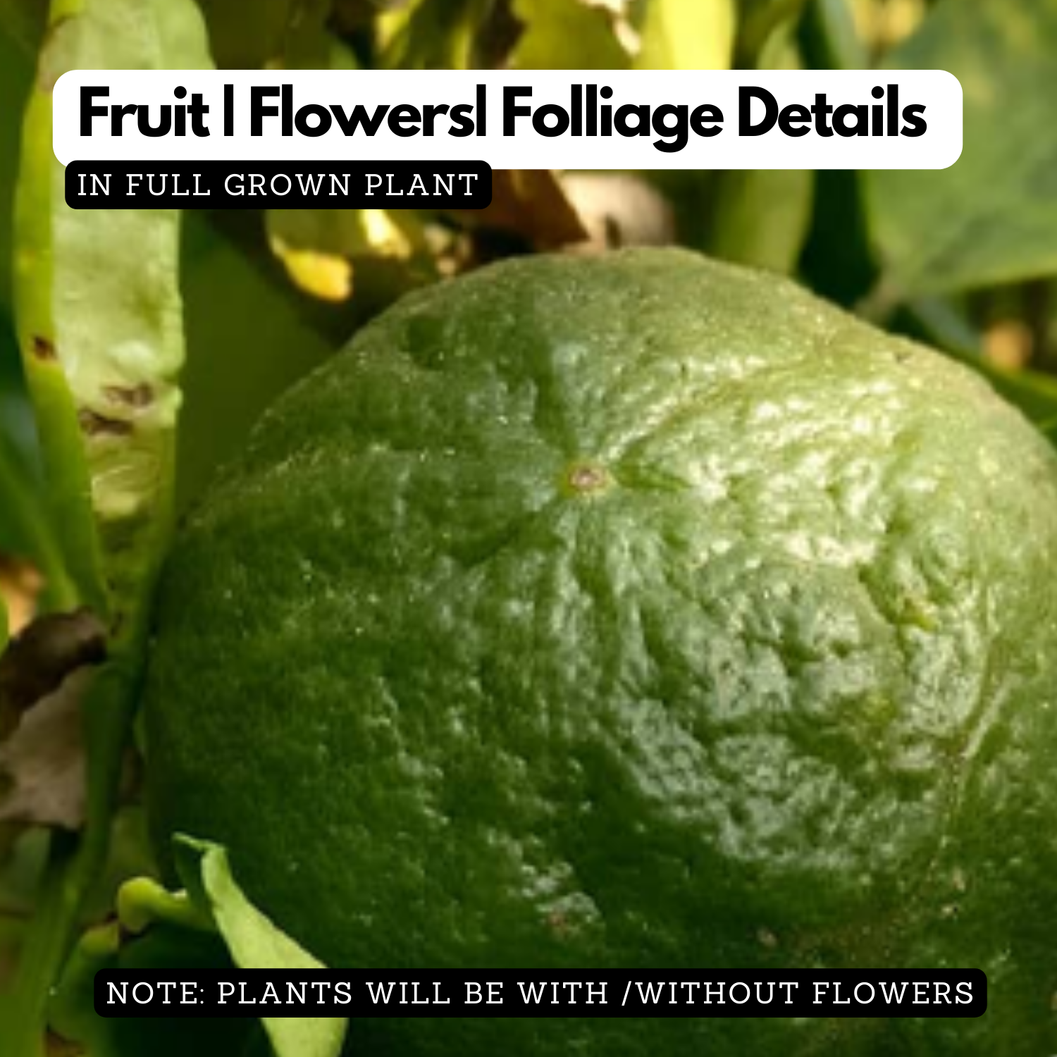 Vadukapuli / Giant Bitter / Pickle Lime (Citrus pennivesiculata) Fruit Live Plant (Home & Garden)