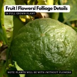 Vadukapuli / Giant Bitter / Pickle Lime (Citrus pennivesiculata) Fruit Live Plant (Home & Garden)