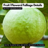 Common Guava Plant / Pera  (Psidium guajava) Fruit Live Plant (Home & Garden)