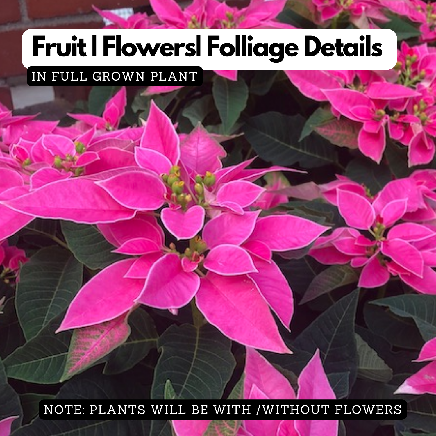 Pink Poinsettia / Christmas Flower (Euphorbia pulcherrima) Flowering/Ornamental Live Plant (Home & Garden)