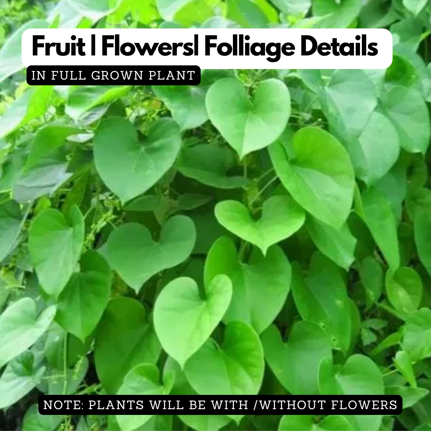 Giloy Plant / Chittamruthu  (Tinospora cordifolia) Medicinal Live Plant (Home & Garden)