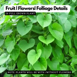Giloy Plant / Chittamruthu  (Tinospora cordifolia) Medicinal Live Plant (Home & Garden)