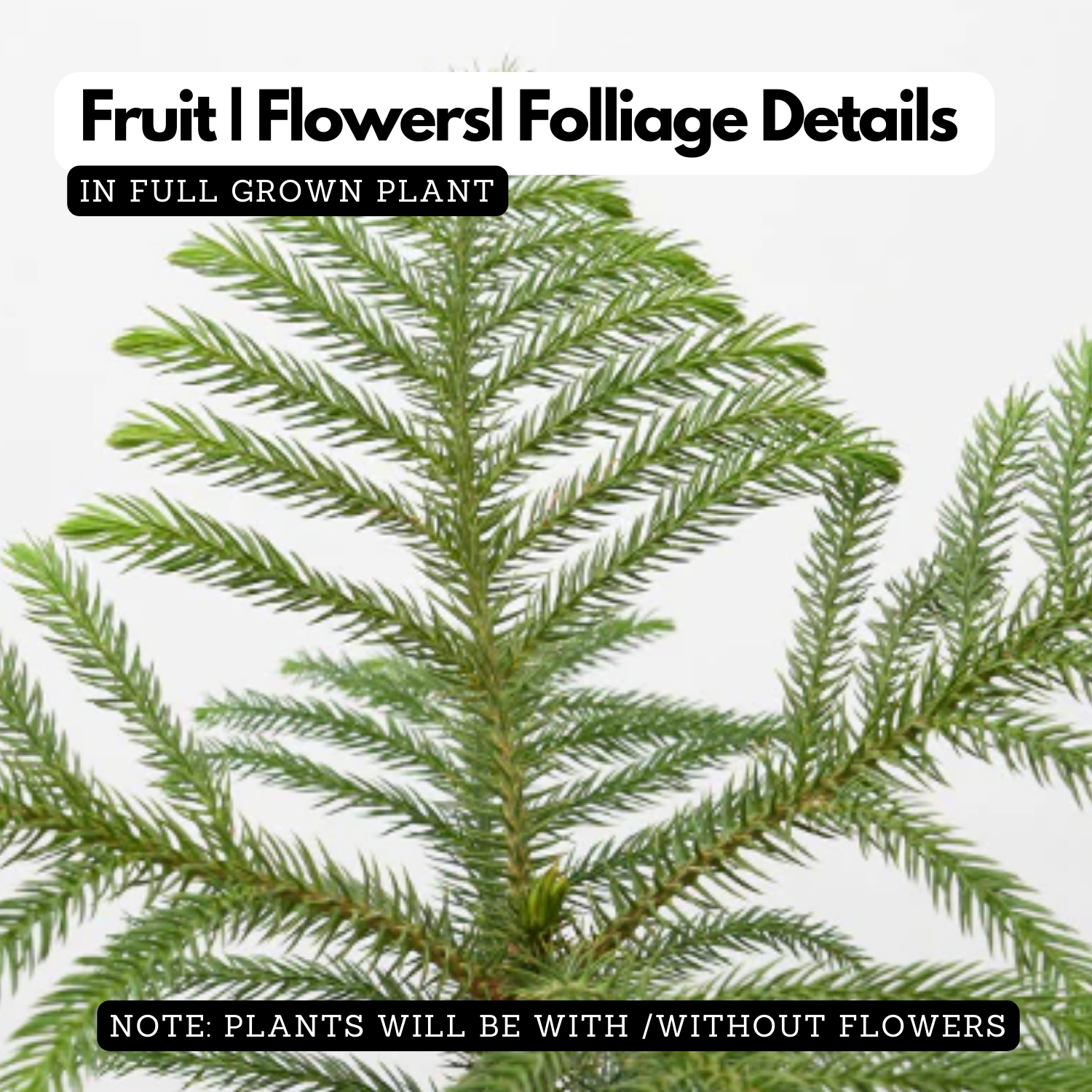 Araucaria Plant / Christmas Tree plant (Araucaria columnaris) Ornamental Live Plant (Home & Garden)