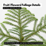 Araucaria Plant / Christmas Tree plant (Araucaria columnaris) Ornamental Live Plant (Home & Garden)