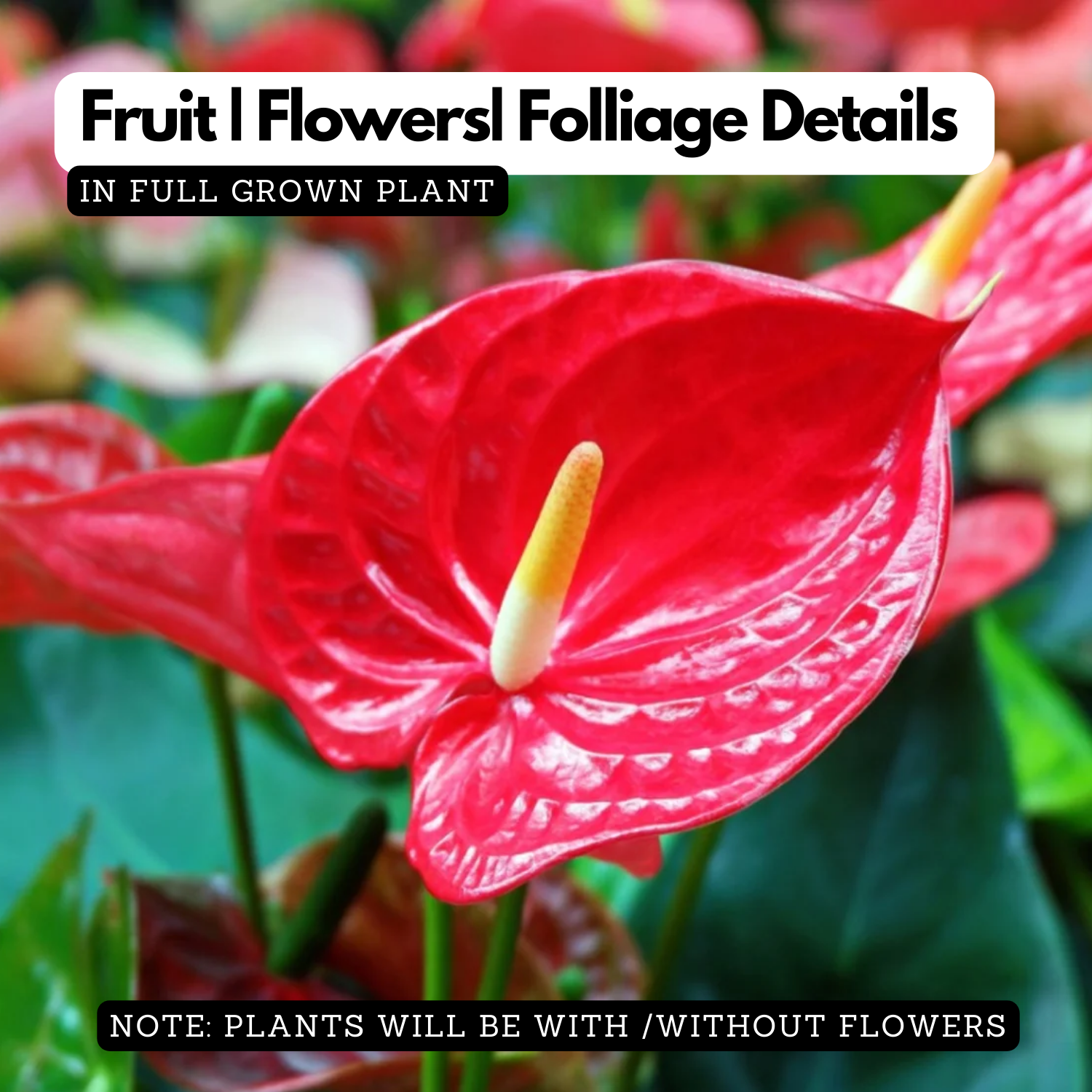 Red Anthurium (Anthurium andraeanum) Flowering/Ornamental Live Plant (Home & Garden)