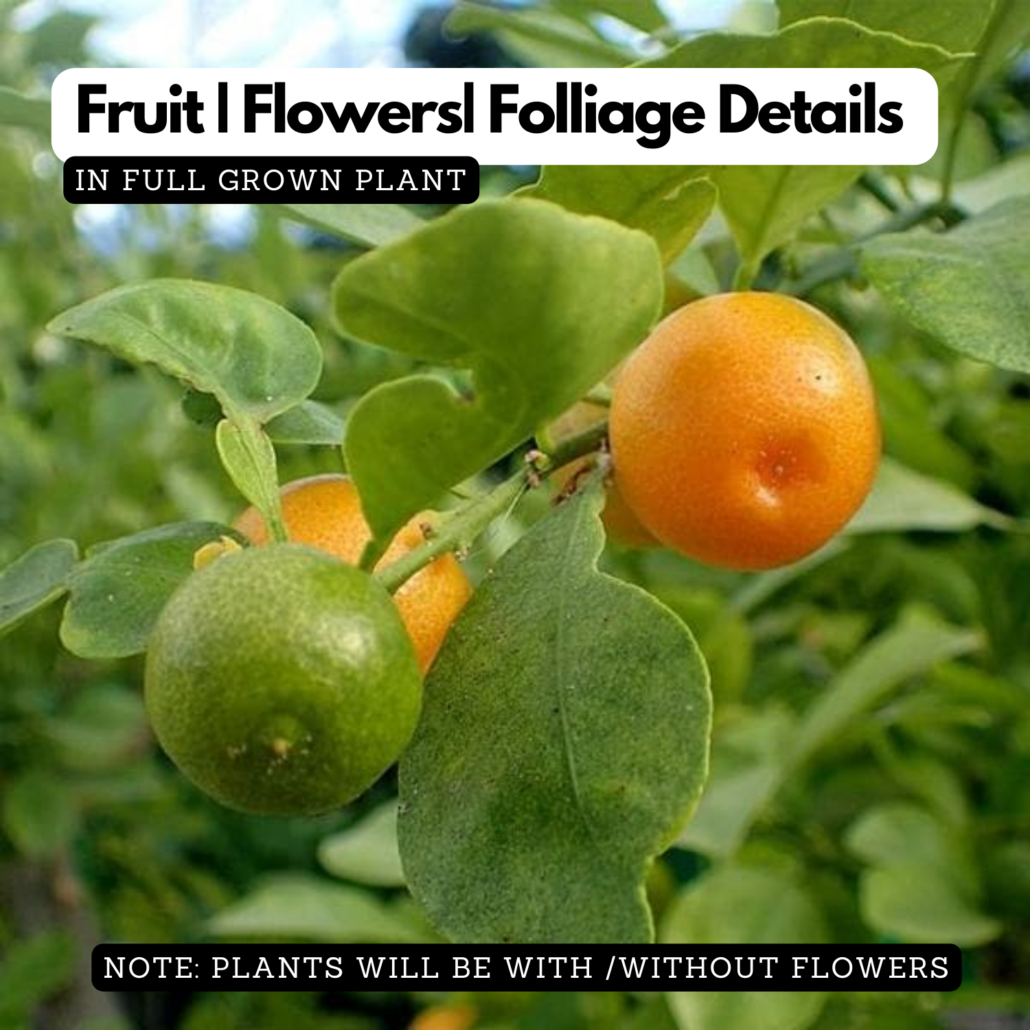 Miniature Mosambi / Sweet Lemon Miniature (Citrus limetta) Fruit Live Plant (Home & Garden)