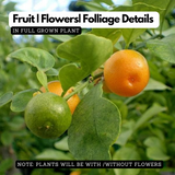 Miniature Mosambi / Sweet Lemon Miniature (Citrus limetta) Fruit Live Plant (Home & Garden)