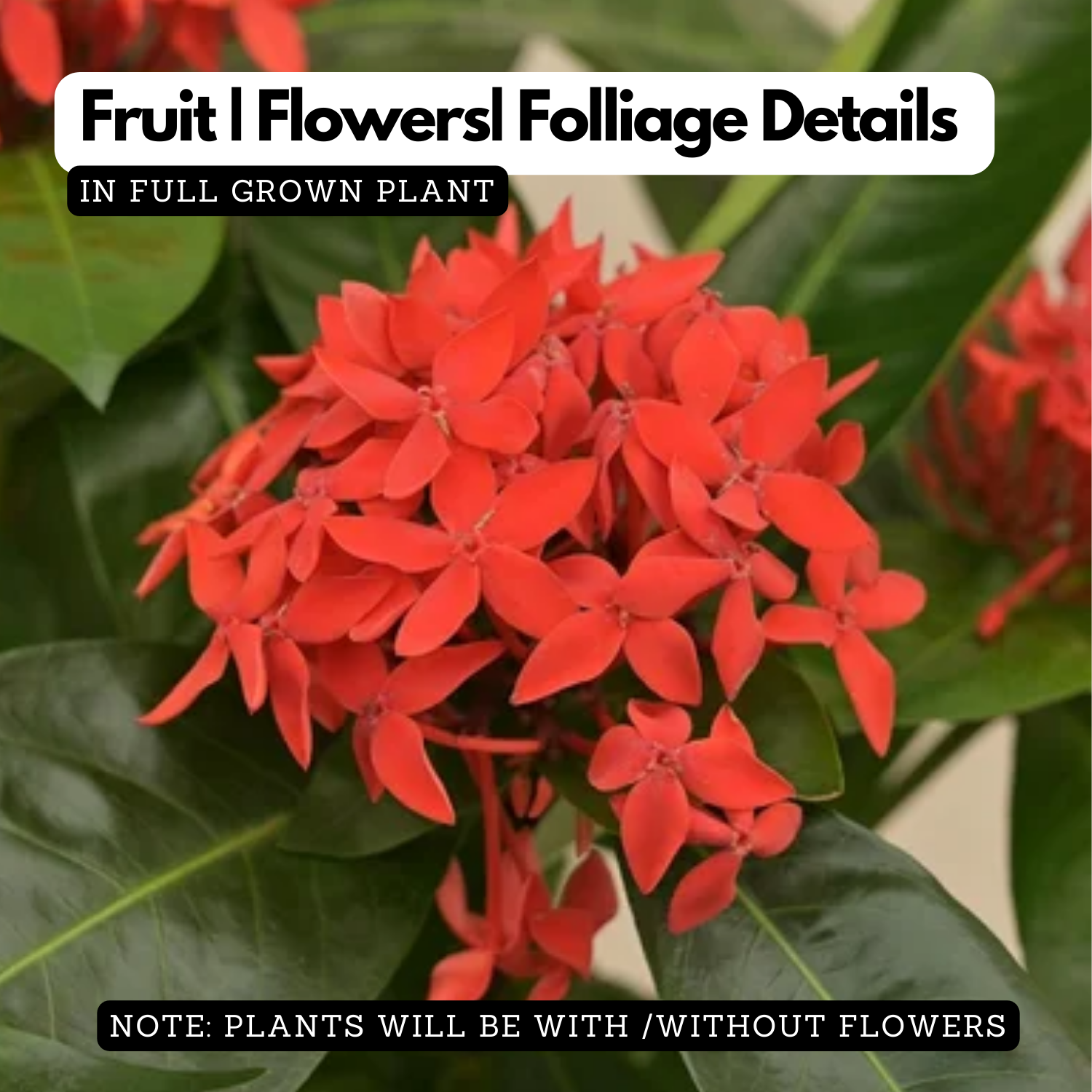 Red Ixora / Chuvanna Chethi (Ixora coccinea) Flowering/Ornamental Live Plant (Home & Garden)