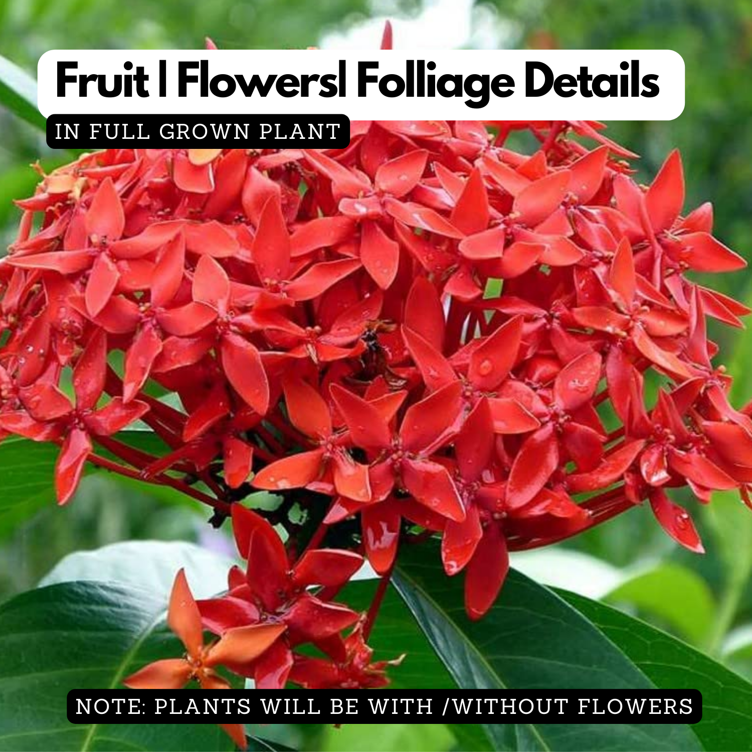 Ambala Chethi / Ixora Red (Ixora coccinea) Flowering/Ornamental Live Plant (Home & Garden)