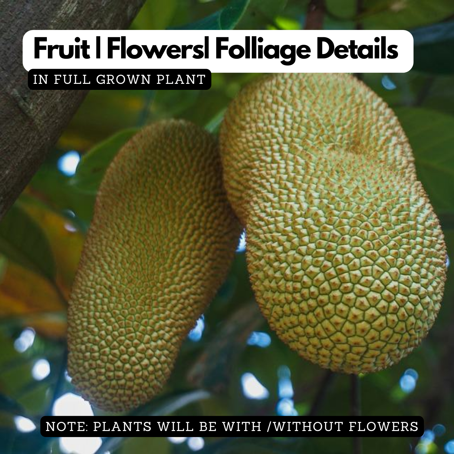 Cempedak | Chempedak  ( Artocarpus Integer ) Fruit Live Plant (Home & Garden)