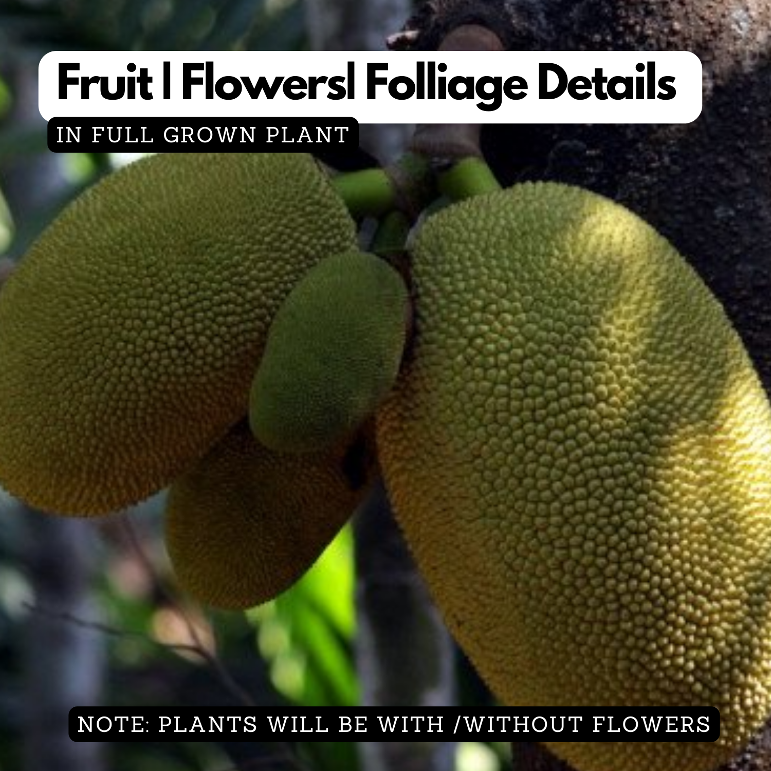 Muttan Varika Jackfruit (artocarpus heterophyllus) Fruit Live Plant (Home & Garden)