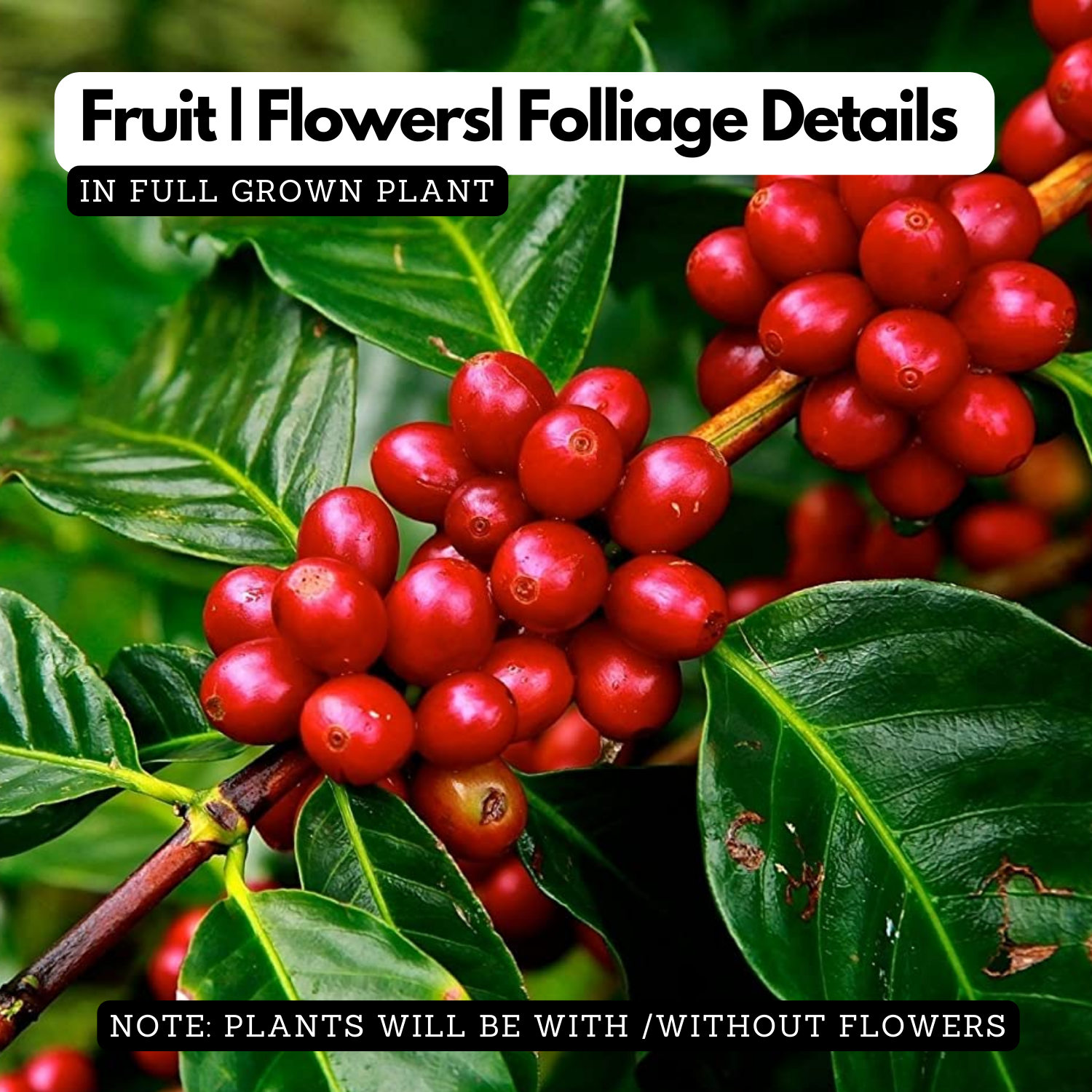 Coffee Plant (Coffea) Fruit/Flowering/Ornamental/Medicinal/ Live Plant (Home & Garden)