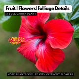 Hibiscus / Chembarathi / China rose / Shoeblack Plant (Any Colour) (Hibiscus rosa-sinensis) Flowering/Ornamental\ Live Plant (Home & Garden)
