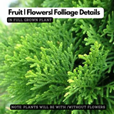 Thuja Plant / Morpankhi (Arborvitae)Ornamental Live Plant (Home & Garden)