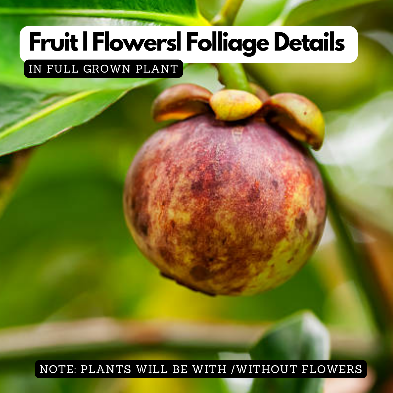 Mangosteen ( Garcinia mangostana ) Live Fruit Plant (Home & Garden)