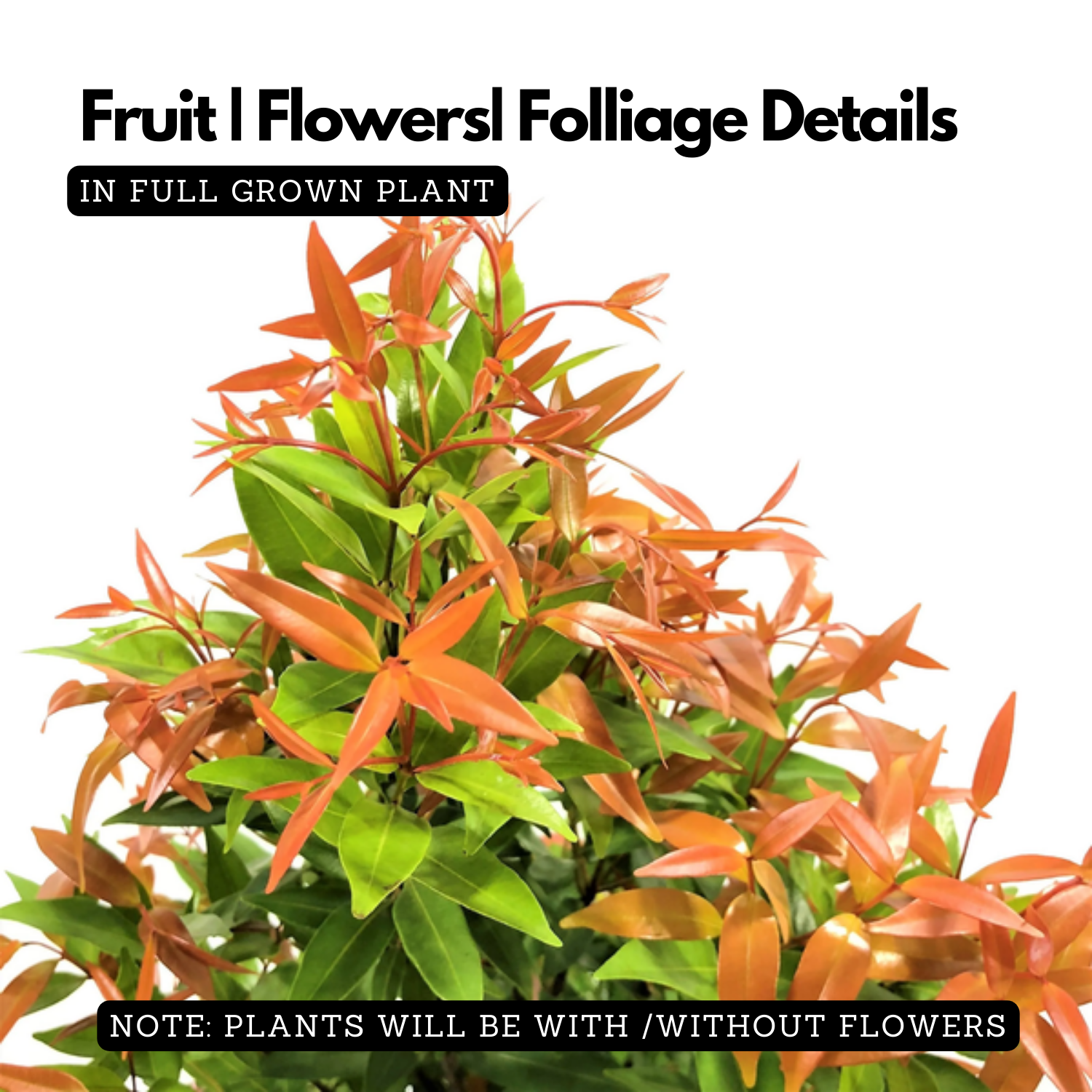 Euginea Red (Syzygium Gratum) Ornamental Live Plant (Home & Garden)