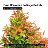 Euginea Red (Syzygium Gratum) Ornamental Live Plant (Home & Garden)