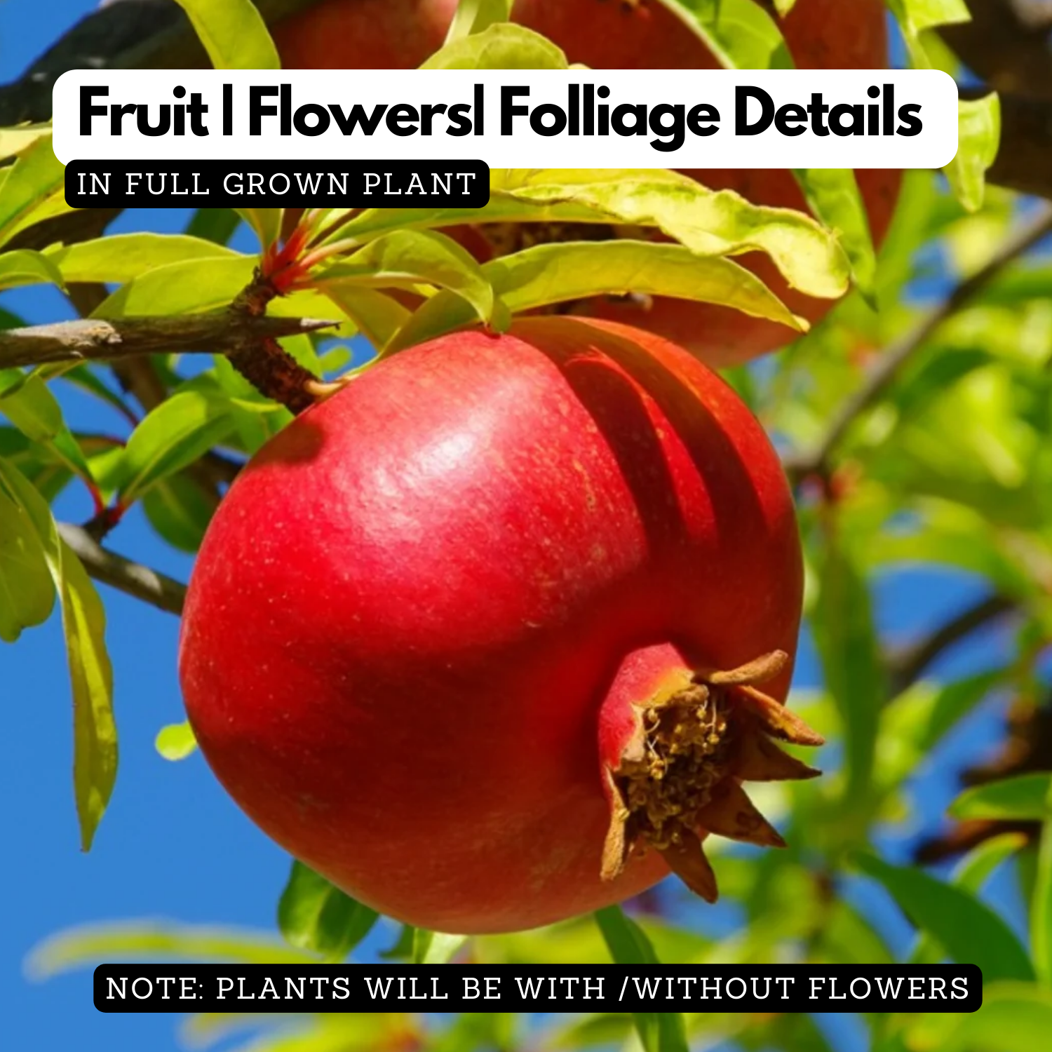 Pomegranate / Mathalam (Punica granatum) Fruit Live Plant (Home & Garden)