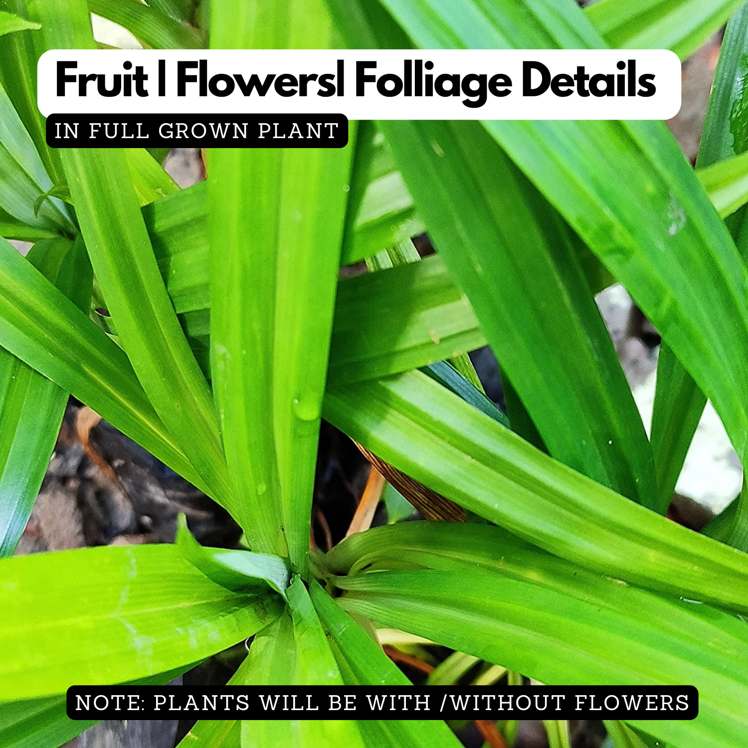 Biryani Leaf Plant / Pandan Plant / Rambha Plant /Basmati Plant (Pandanus amaryllifolius) Ornamental/Medicinal Live Plant (Home & Garden)