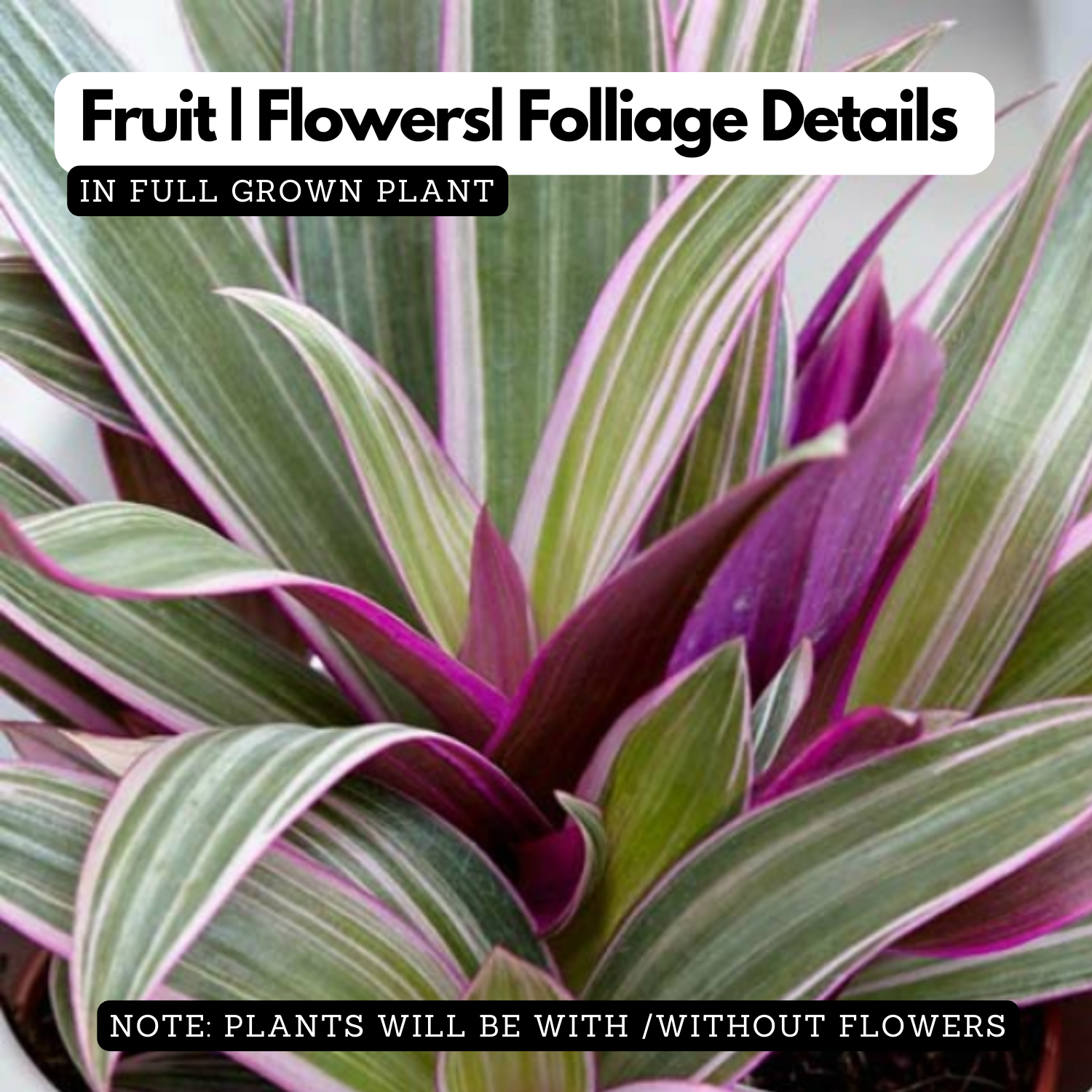 Rhoeo plant (Tradescantia spathacea) Ornamental Live Plant (Home & Garden)