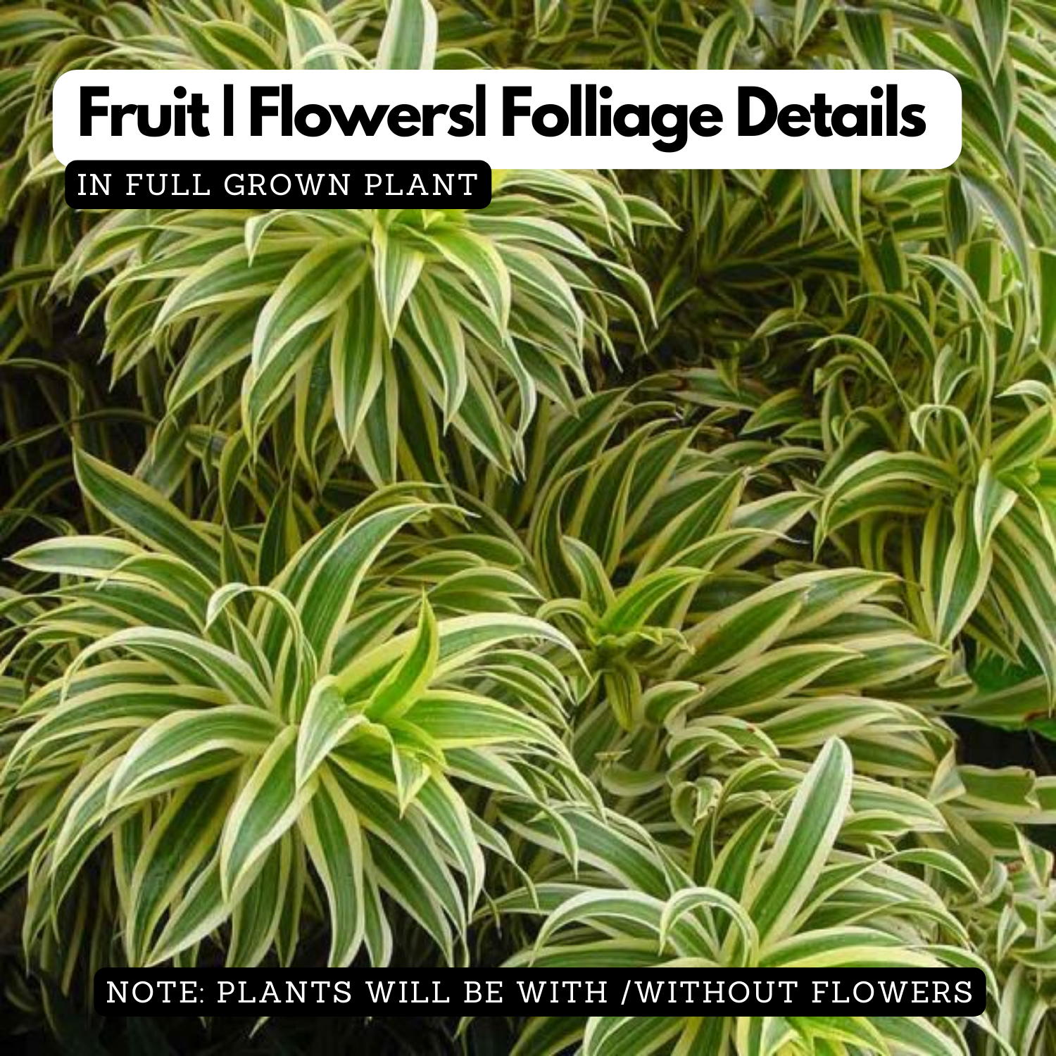 Song Of India / Pleomele (Dracaena reflexa) Flowering/Ornamental Live Plant (Home & Garden)