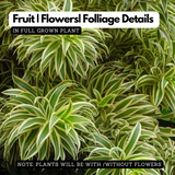 Song Of India / Pleomele (Dracaena reflexa) Flowering/Ornamental Live Plant (Home & Garden)